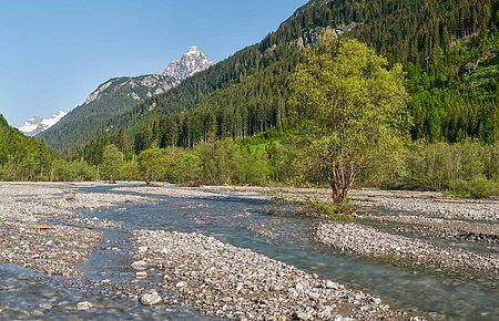 Fluss, Bach, Flussbett, Alpenfluss, Alpenlandschaft, Berglandschaft, Flusslandschaft, Strömung, Ufer, Flussufer, Berg, Bergwald, Nadelwald, Landschaft, Wald, Nadelbaum, Wasser, fließendes Wasser, Wasserarm, Flussarm, Wasserlauf, Tiroler Lechtal, Naturpark, steil, unzugänglich, schroff, naturnah, Wildnis