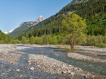 Fluss, Bach, Flussbett, Alpenfluss, Alpenlandschaft, Berglandschaft, Flusslandschaft, Strömung, Ufer, Flussufer, Berg, Bergwald, Nadelwald, Landschaft, Wald, Nadelbaum, Wasser, fließendes Wasser, Wasserarm, Flussarm, Wasserlauf, Tiroler Lechtal, Naturpark, steil, unzugänglich, schroff, naturnah, Wildnis
