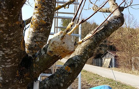 Baum mit Ast, der mit Wundverschlussmasse behandelt wurde, im Freien vor Leiter und Schuppen.