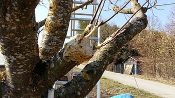 Baum mit Ast, der mit Wundverschlussmasse behandelt wurde, im Freien vor Leiter und Schuppen.